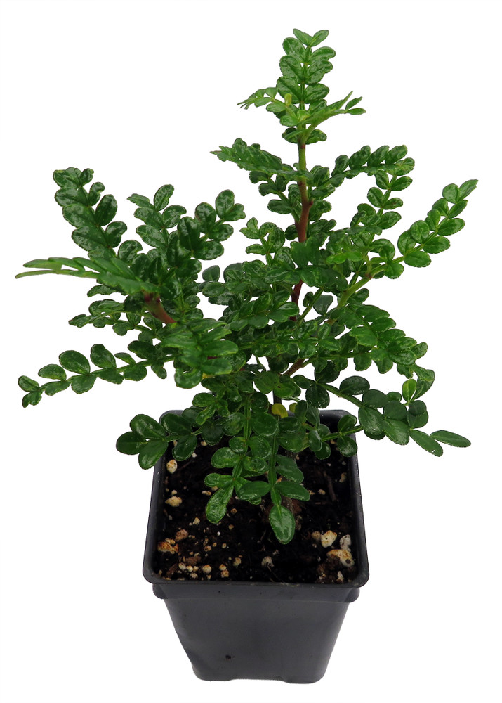 Edible Yellowwood / Pepper Tree Plant - 2.5" Pot - Terrarium/Fairy Garden/House Plant