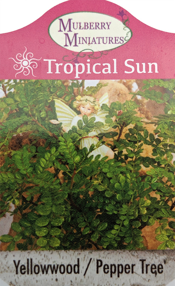 Edible Yellowwood / Pepper Tree Plant - 2.5" Pot - Terrarium/Fairy Garden/House Plant