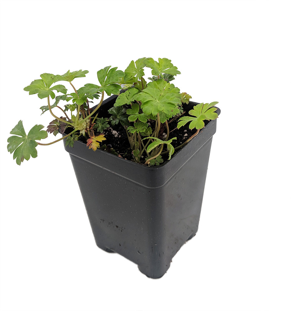 Tiny Pink Geranium - 2.5" Pot - Fairy Garden Plant