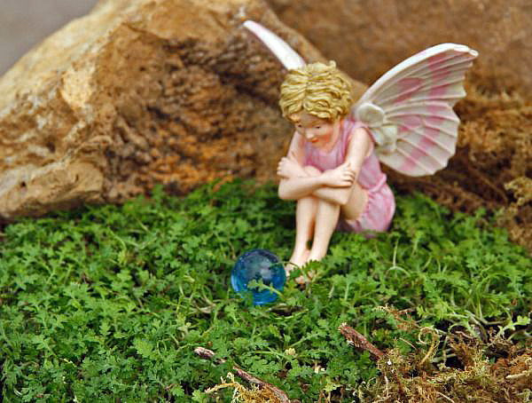 Fairy Fern - Leptinella - 2.5" Pot - Terrarium/Fairy Garden/Houseplant