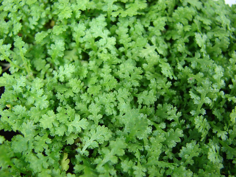 Fairy Fern - Leptinella - 2.5" Pot - Terrarium/Fairy Garden/Houseplant
