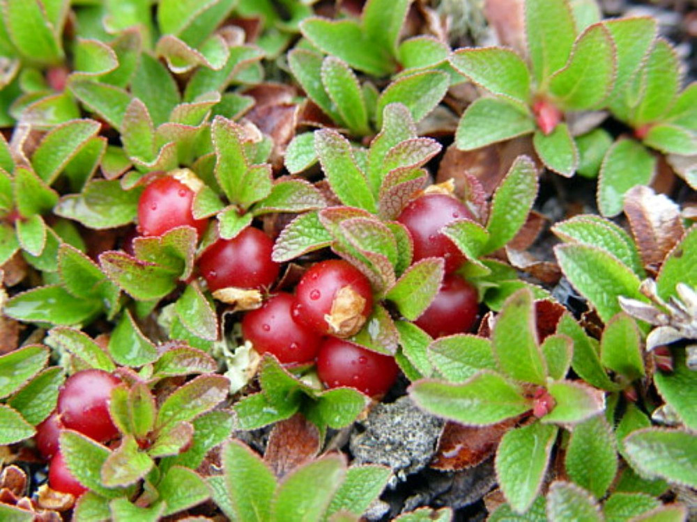 Massachusetts Bearberry Plant - Arctostaphylos - Medicinal/Herbal - Quart Pot