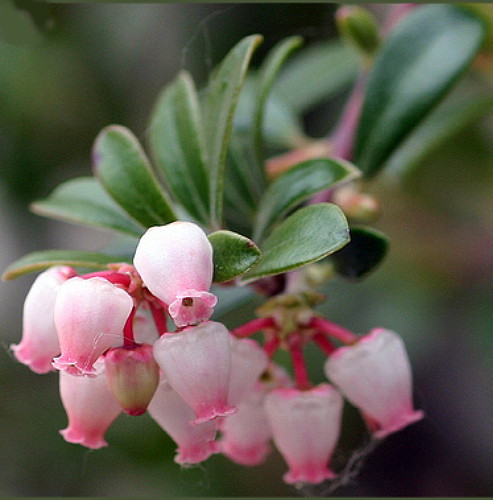 Massachusetts Bearberry Plant - Arctostaphylos - Medicinal/Herbal - Quart Pot