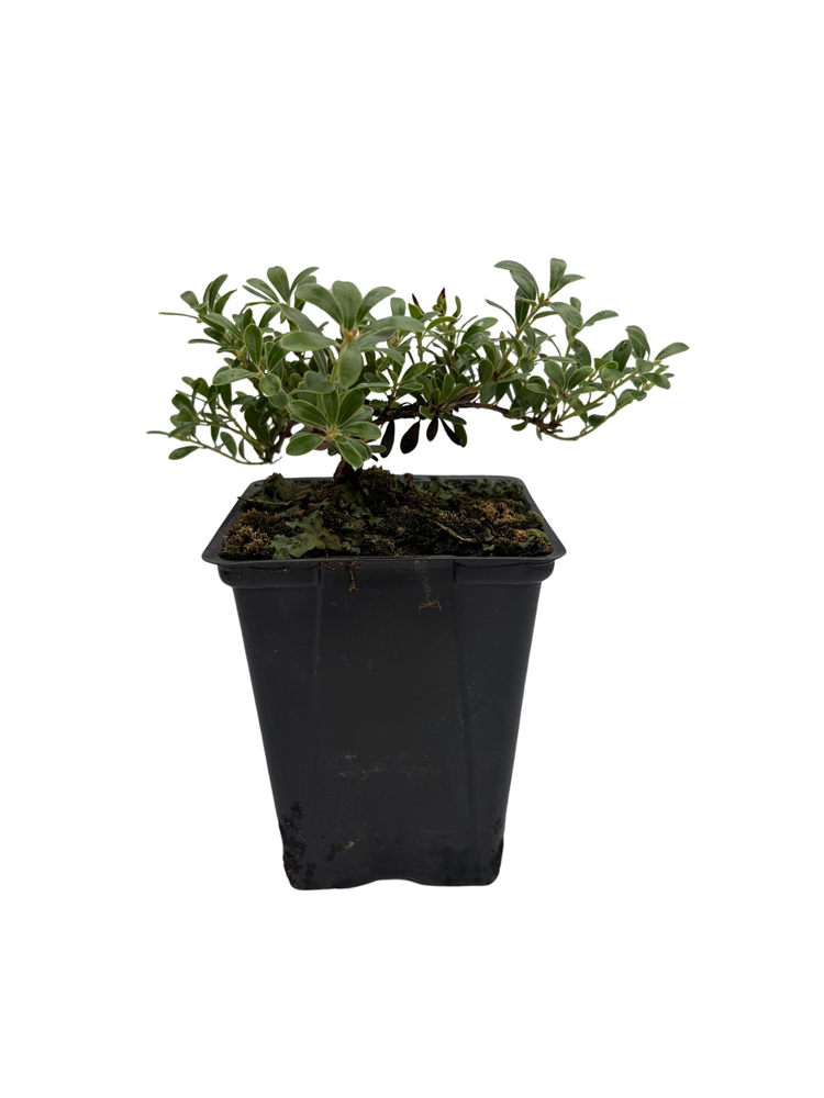 Massachusetts Bearberry Plant - Arctostaphylos - Medicinal/Herbal - Quart Pot