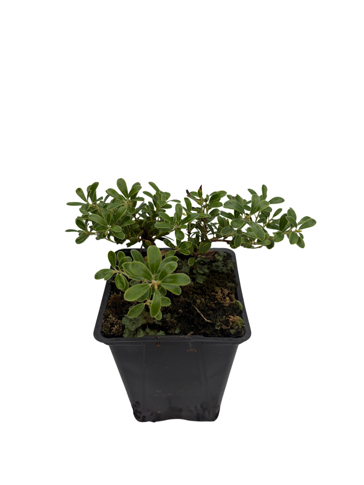 Massachusetts Bearberry Plant - Arctostaphylos - Medicinal/Herbal - Quart Pot