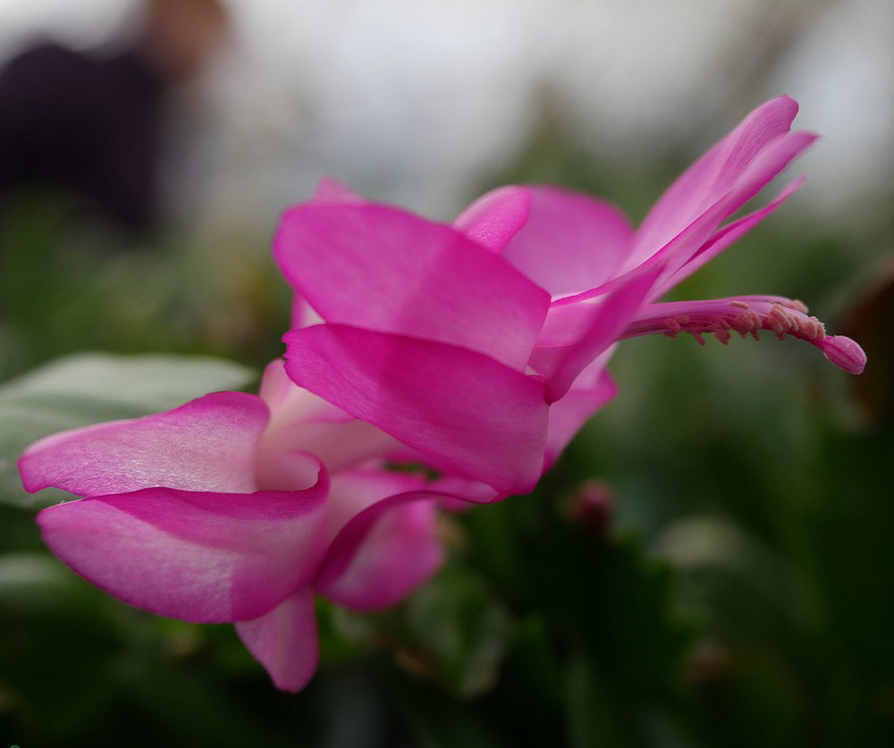 Purple Dancer Christmas Cactus Plant - Zygocactus - 2" Pot