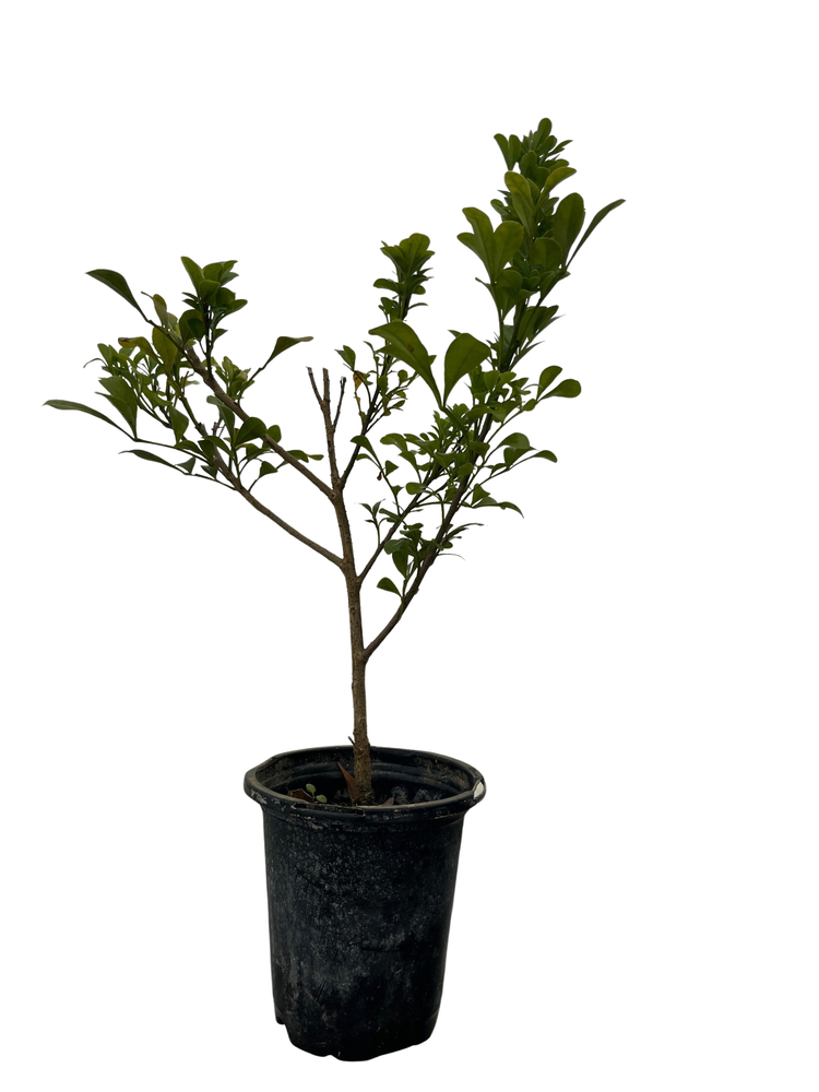 Chinese Perfume Plant - Aglaia odorata - Sweet Fragrant Blooms - 4" Pot