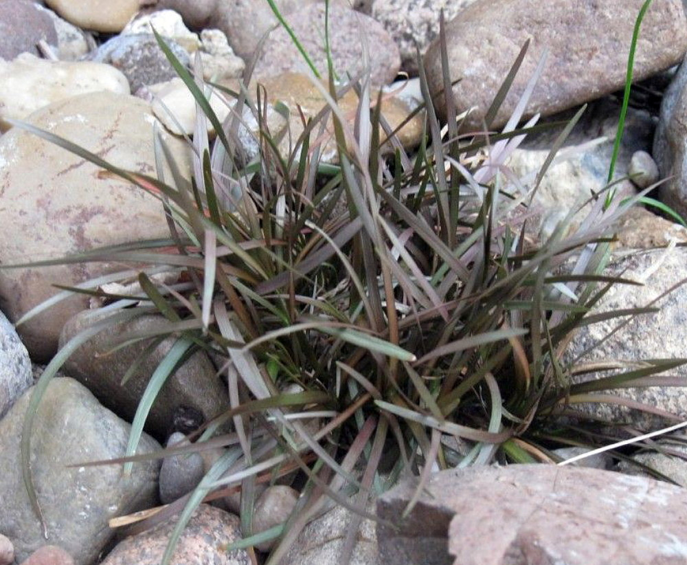 Amazing Chocolate Bar Plant - Carex berggrenii - 2.5" Pot - Indoors or Out