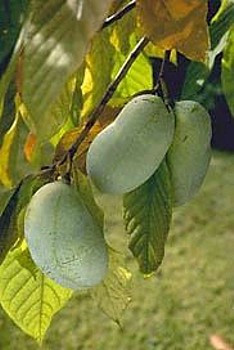 Paw Paw Trees 2 Plants - Banana fruit - Asimina triloba - PawPaw - Gallon Pots