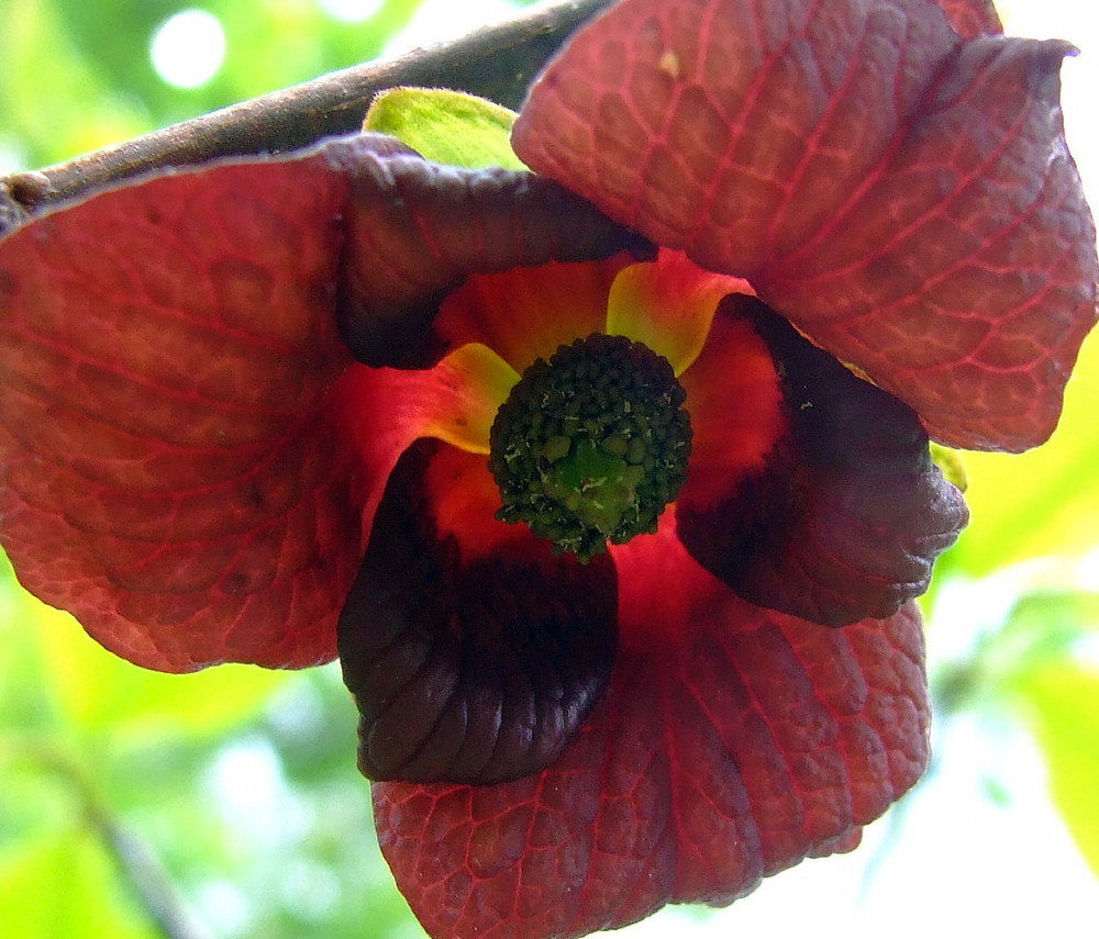 Paw Paw Trees 2 Plants - Banana fruit - Asimina triloba - PawPaw - Gallon Pots