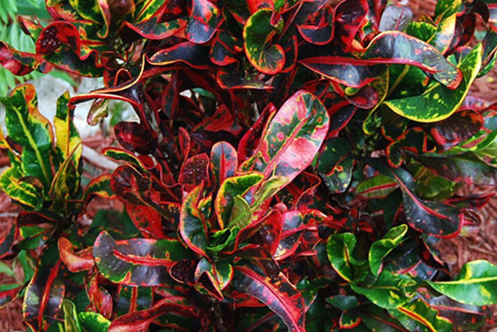 Mamey Croton - 6" Pot - Colorful House Plant