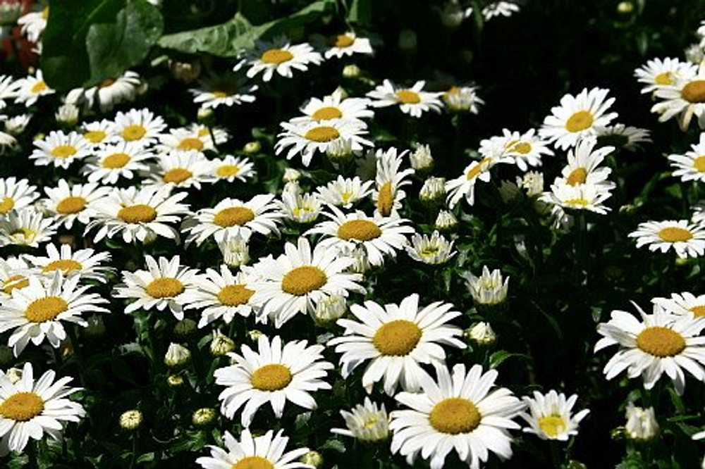 Snowcap Shasta Daisy - Leucanthemum - Live Plant - Quart Pot