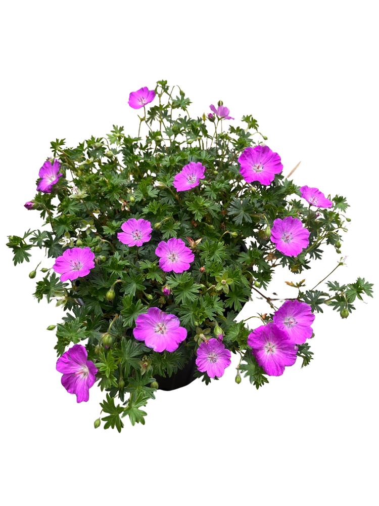 Max Frei Hardy Geranium - Bloody Cranesbill - Live Plant - Gallon Pot
