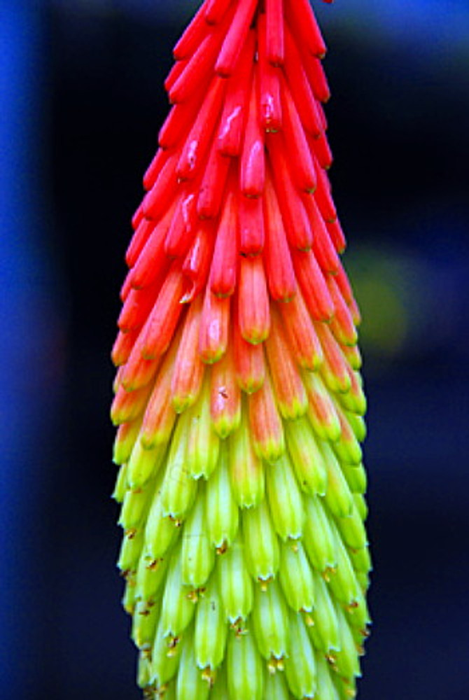 Fire Dance Red Hot Poker - Kniphofia - Loves the Sun - Gallon Pot