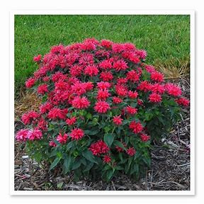 Cherry Pops Bee Balm - Monarda - Compact - Gallon Pot