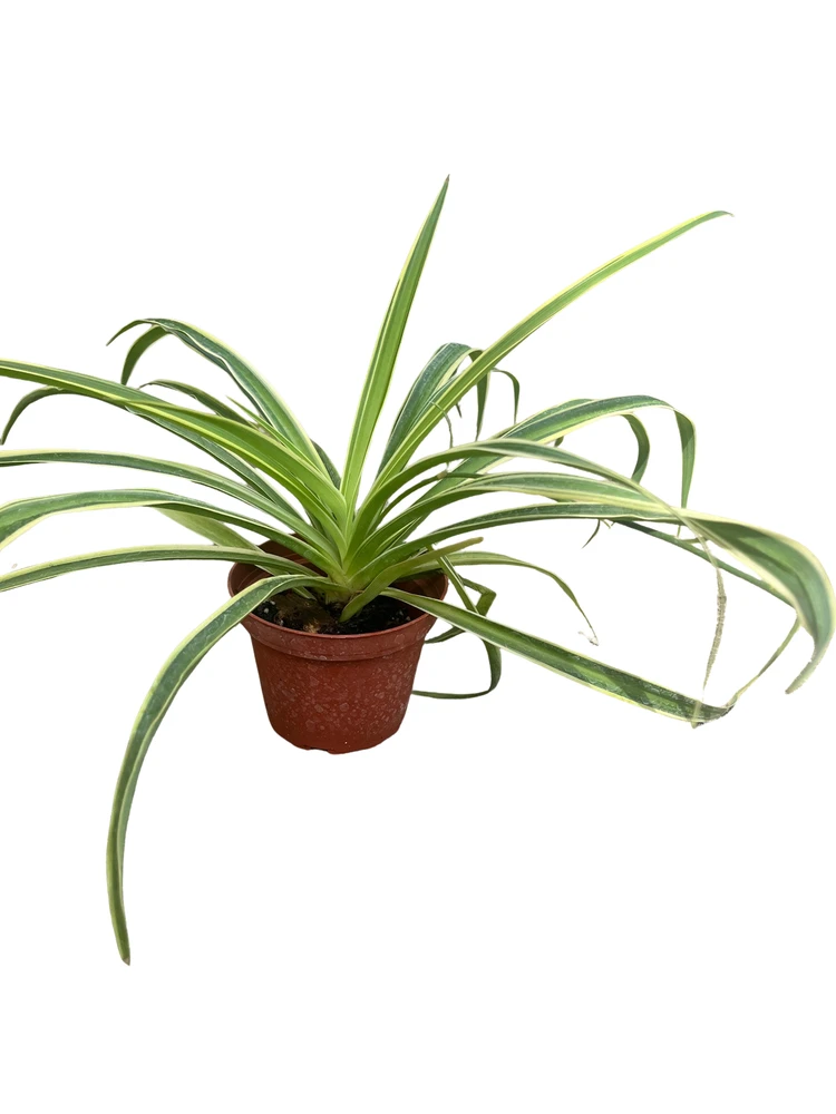 Reverse Variegated Spider Plant - Cleans the Air- 3.5" Pot
