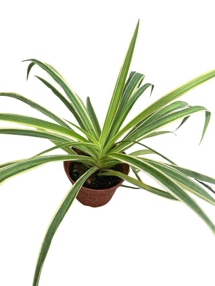 Reverse Variegated Spider Plant - Cleans the Air- 3.5" Pot