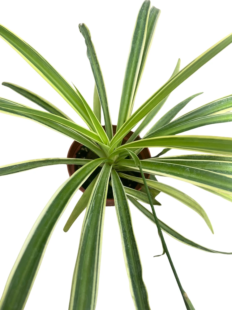 Reverse Variegated Spider Plant - Cleans the Air- 3.5" Pot