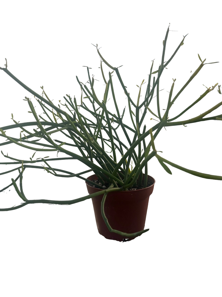 Firesticks Pencil Cactus - Euphorbia - Hard to kill! - 4" Pot