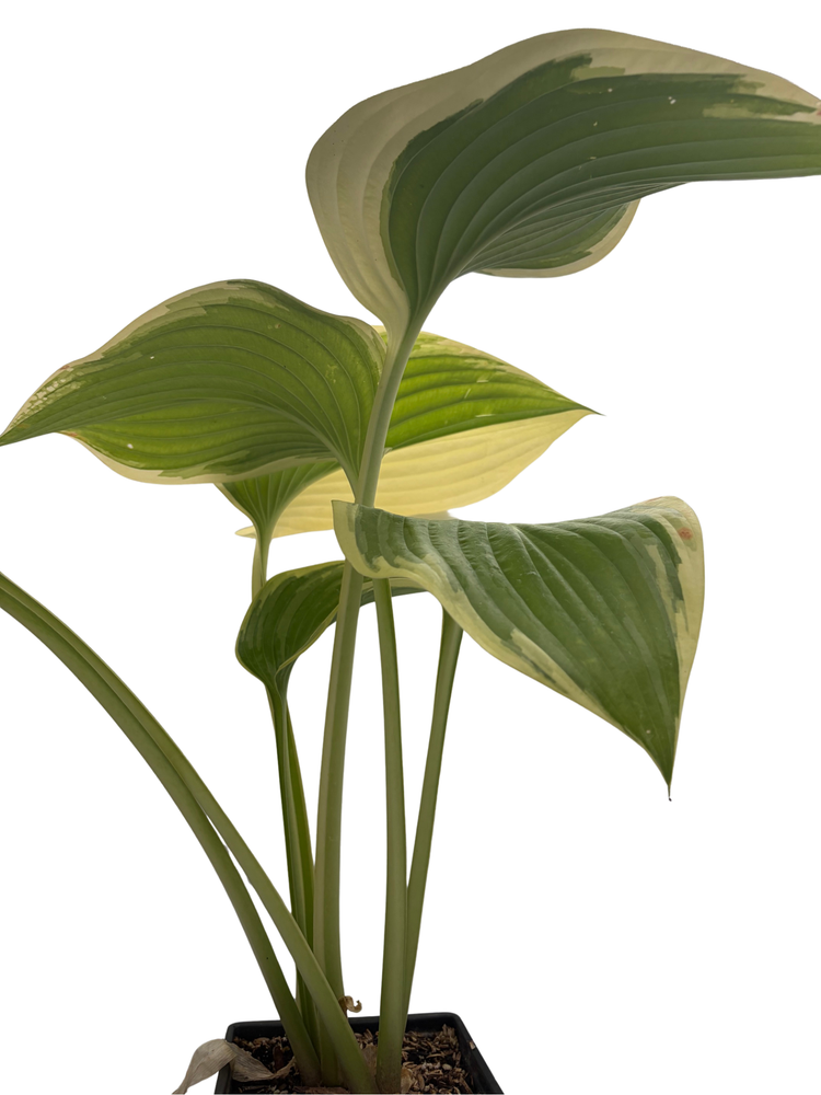 Victory Hosta - Hosta of the Year for 2015 - Quart Pot