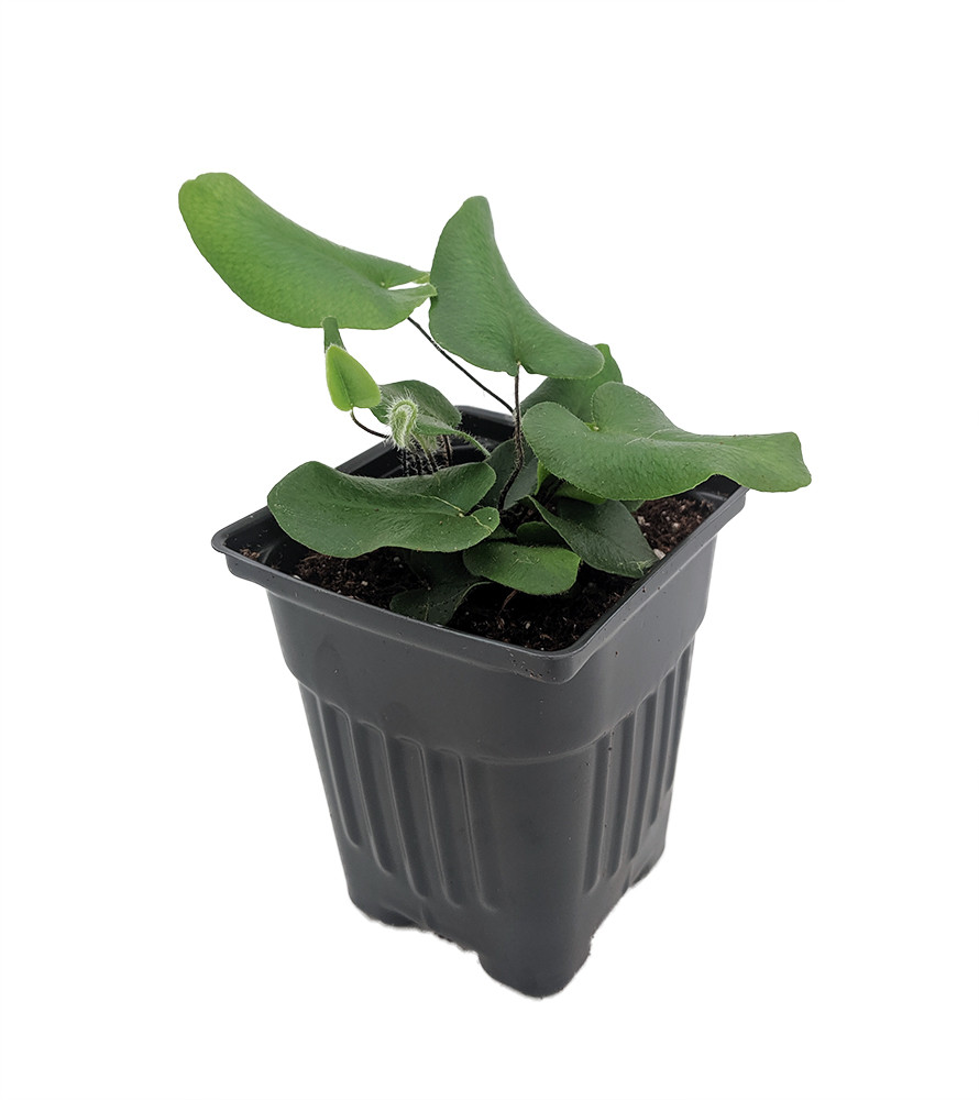 Floating Heart Fern - Hemionitis arifolia - 4" Pot Floating Heart Fern - Hemionitis arifolia - 4" Pot