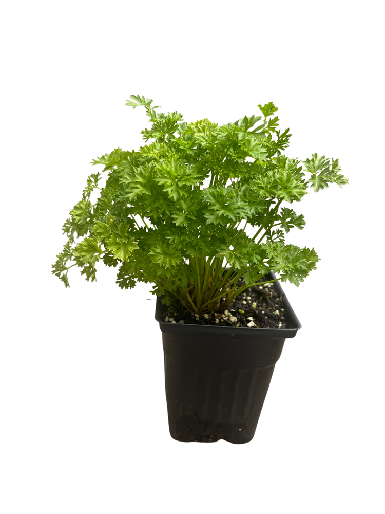 Curly Leaf Parsley Herb - 3" Pot - Indoors or Out