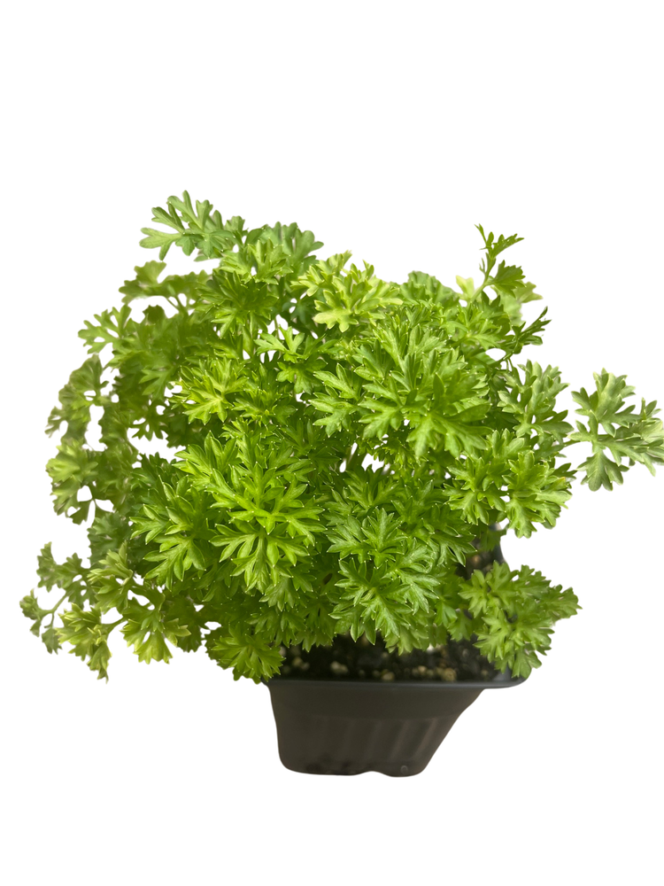 Curly Leaf Parsley Herb - 3" Pot - Indoors or Out
