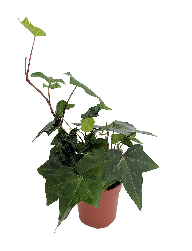 Green Algerian Ivy - Hedera algeriensis - 4" Pot - Indoors or Out