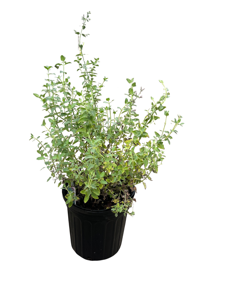 Walker's Low Catmint Perennial - Nepeta faassenii - Live Plant - Gallon Pot