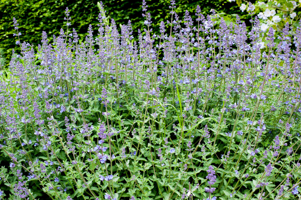 Walker's Low Catmint Perennial - Nepeta faassenii - Live Plant - Gallon Pot