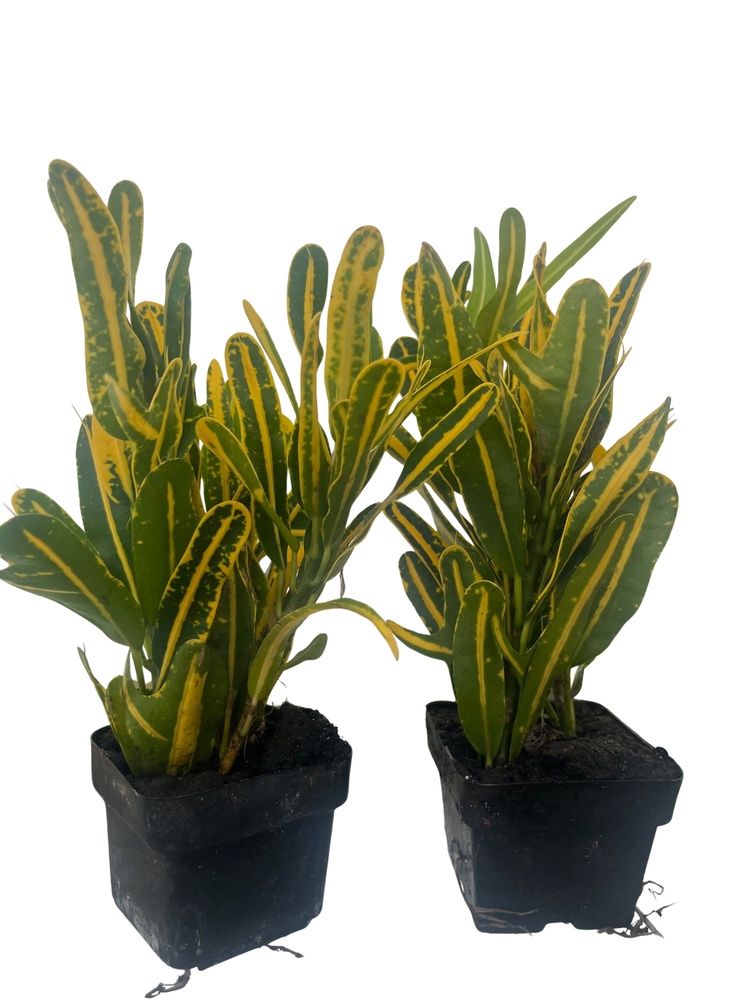 Banana Croton - 2 Pack 3" Pots - Colorful House Plant