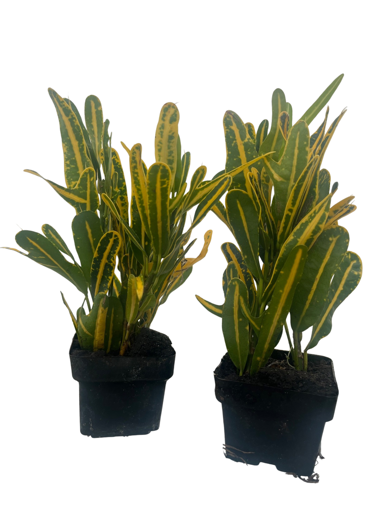 Banana Croton - 2 Pack 3" Pots - Colorful House Plant