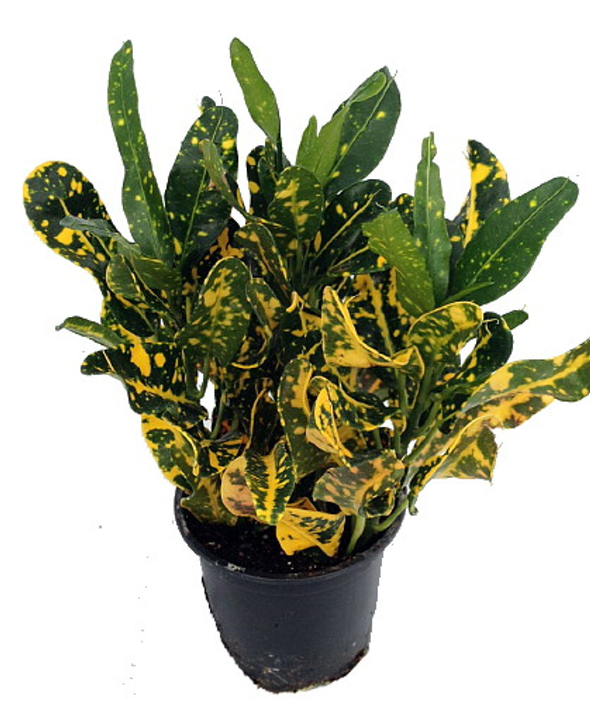 Banana Croton - 2 Pack 3" Pots - Colorful House Plant - Easy to Grow