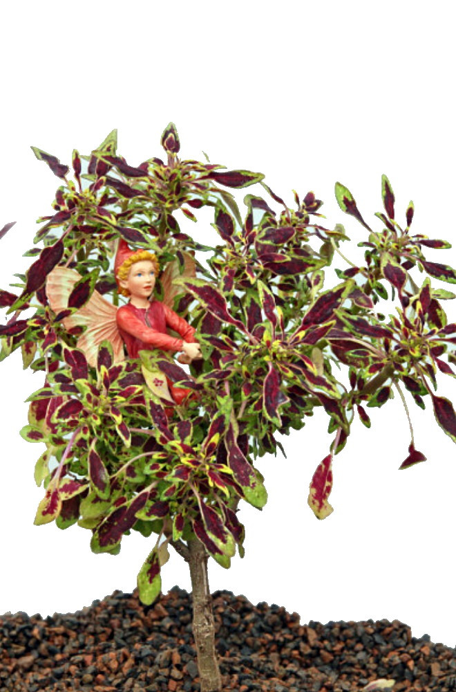 Rare Mini Autumn Leaves Coleus Tree - Very Easy Houseplant to Grow - 2.5" Pot