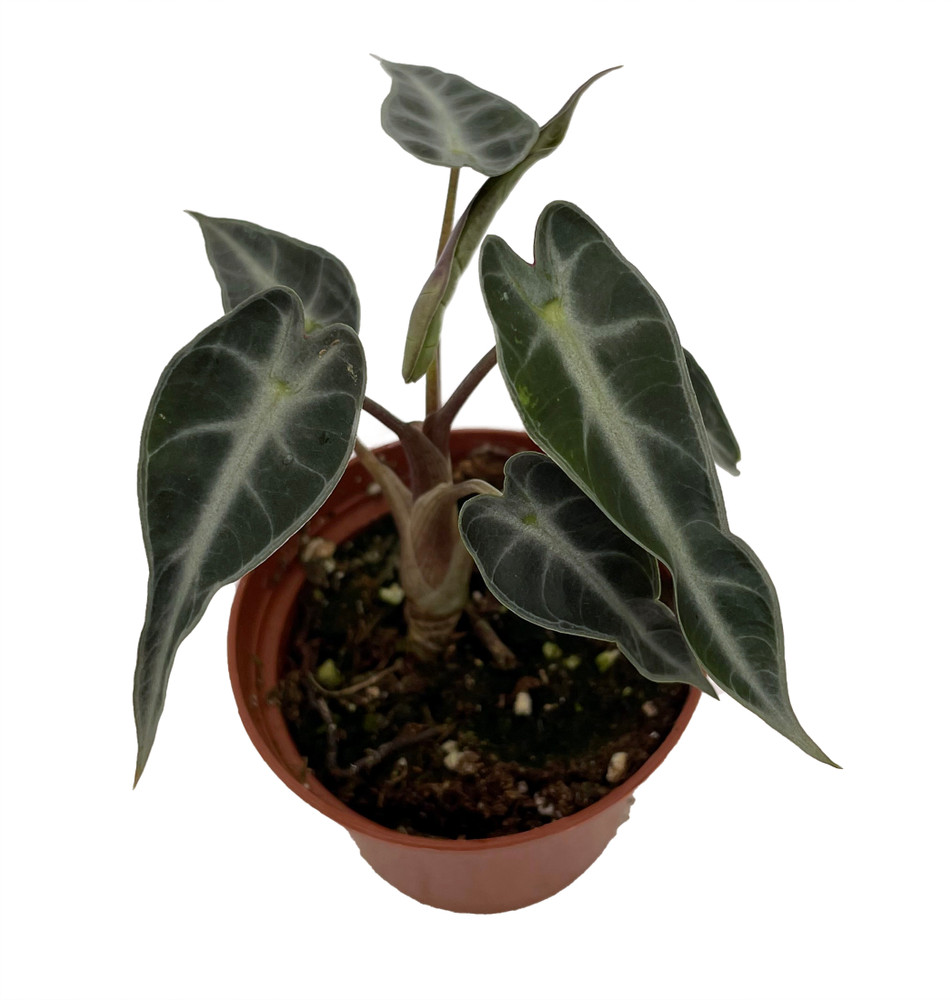 Bambino African Mask Plant-Fairy-Alocasia Dwarf-Houseplant - 2.5" Pot