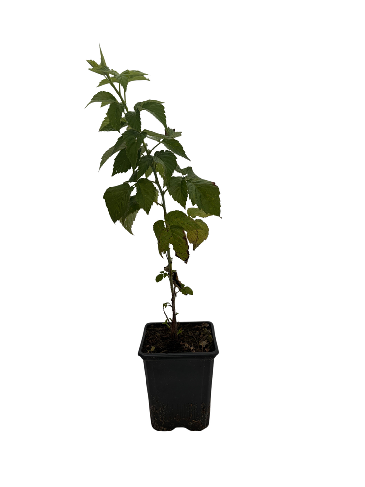 Ohio Treasure Everbearing Black Raspberry - 3.25" Pot - Extremely Hardy/Prolific