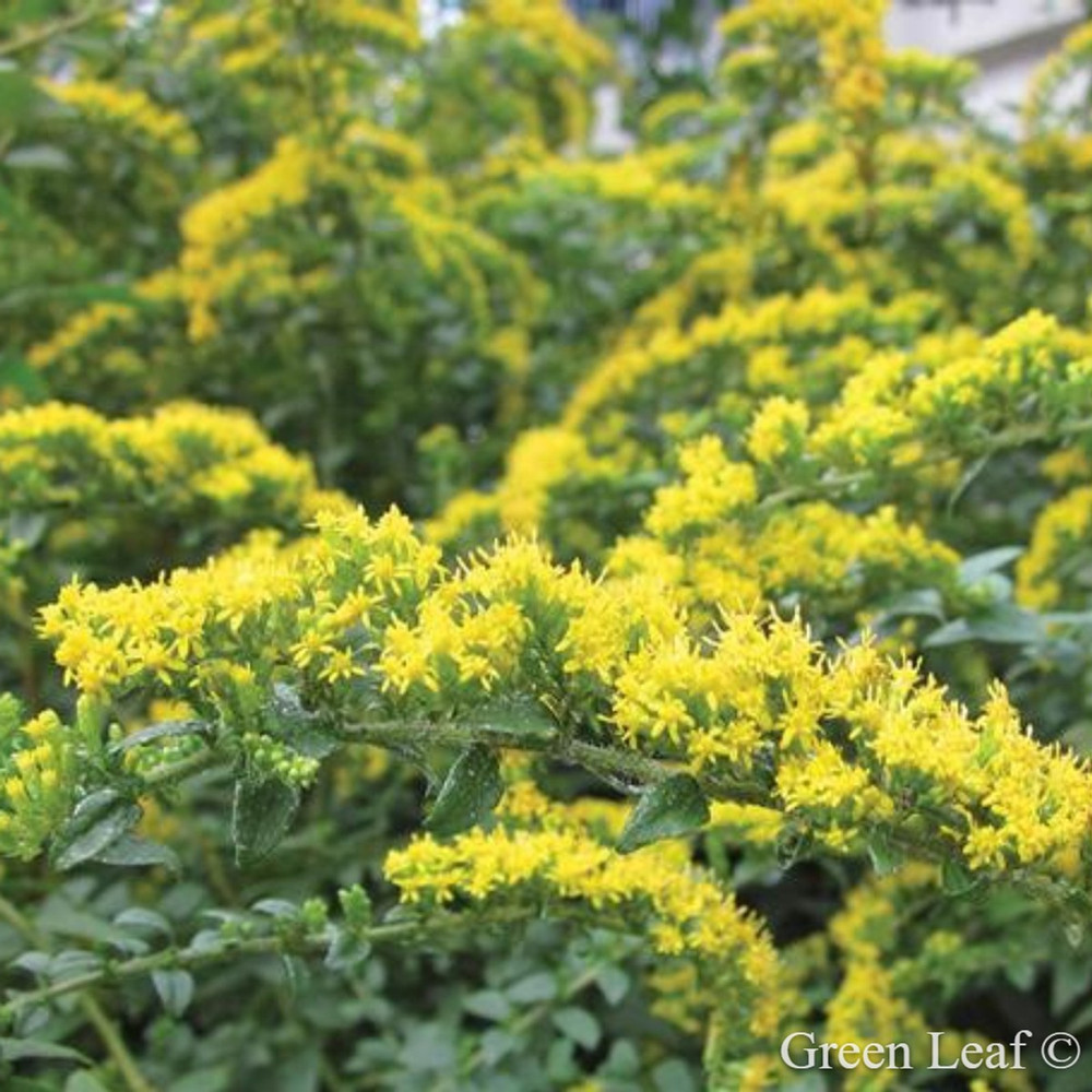 Fireworks Goldenrod Perennial - Solidago rugosa - Quart Pot