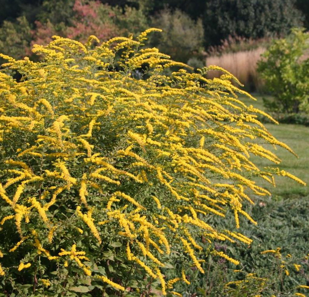 Fireworks Goldenrod Perennial - Solidago rugosa - Quart Pot
