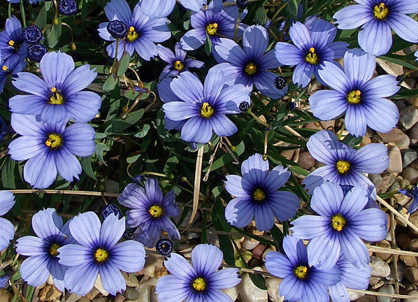 Blue-Eyed Iris Grass - Sisyrinchium - Lucerne - Indoors or Out - 2.5" Pot