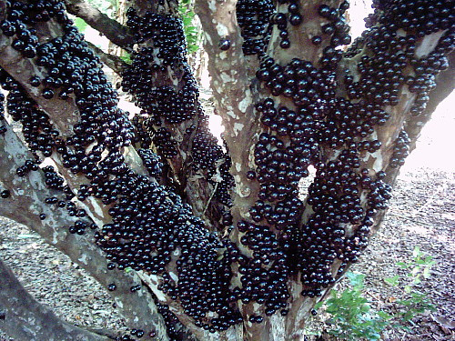 Jabuticaba Tree - 4