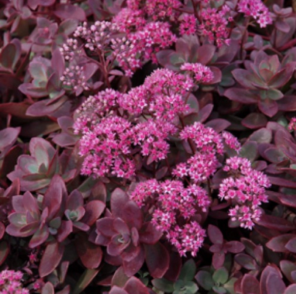 SunSparkler Firecracker Sedum - Stonecrop - Magic in the Sun - Quart Pot