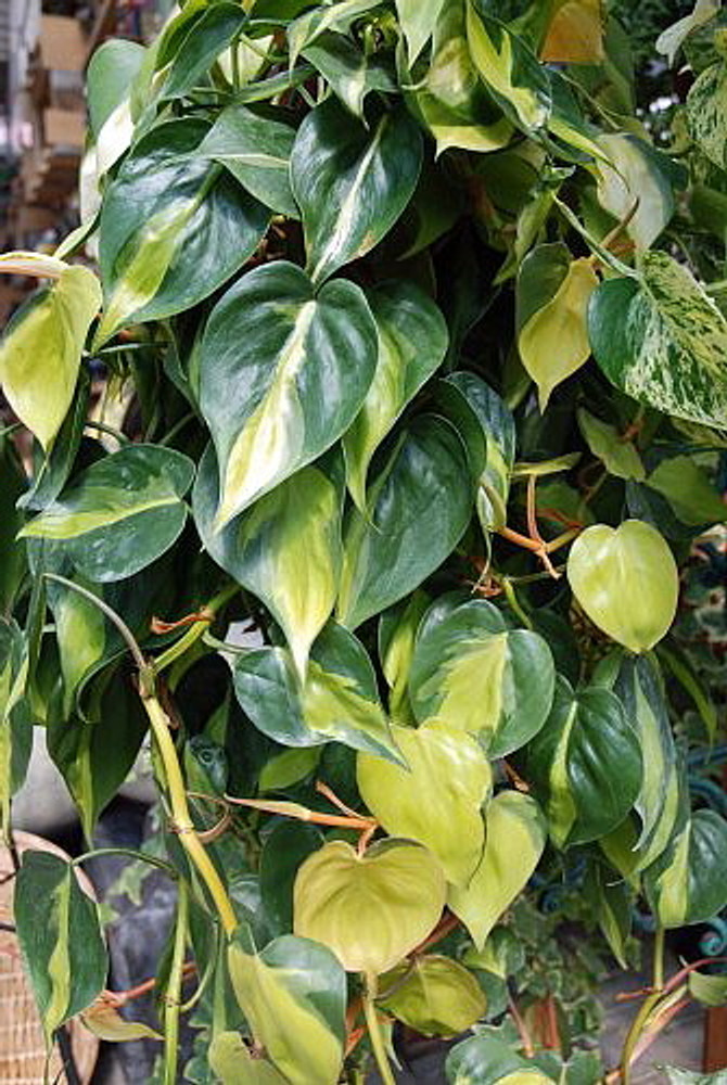 Brazil Philodendron - 6" Pot - Easy House Plant - Low Light