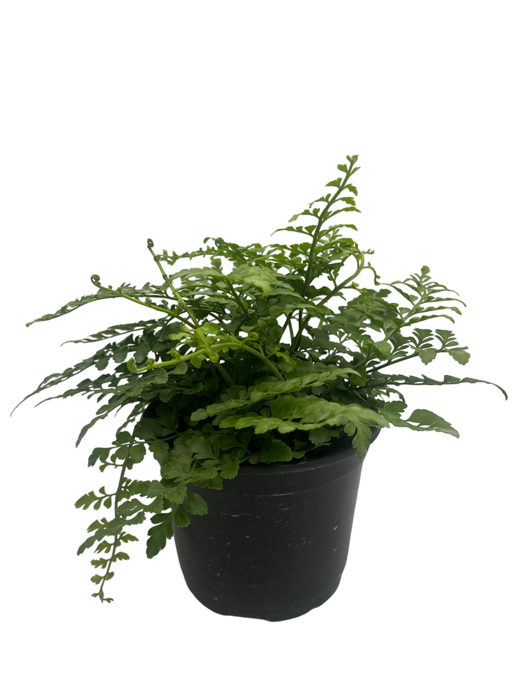 Austral Gem Fern - 6" Pot - Asplenium dimorphum