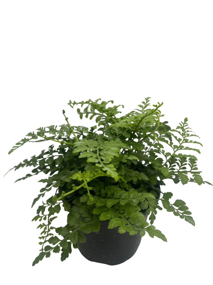 Austral Gem Fern - 6" Pot - Asplenium dimorphum