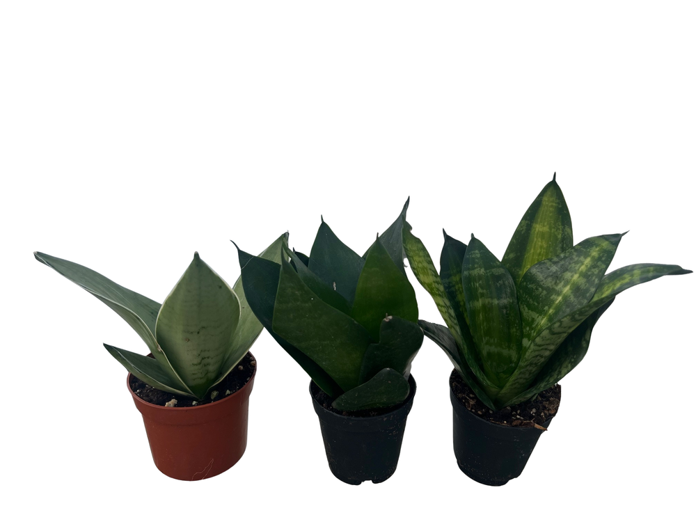 Birdsnest Snake Plant Collection - Sanseveria - 3 plants growing in 2" pots