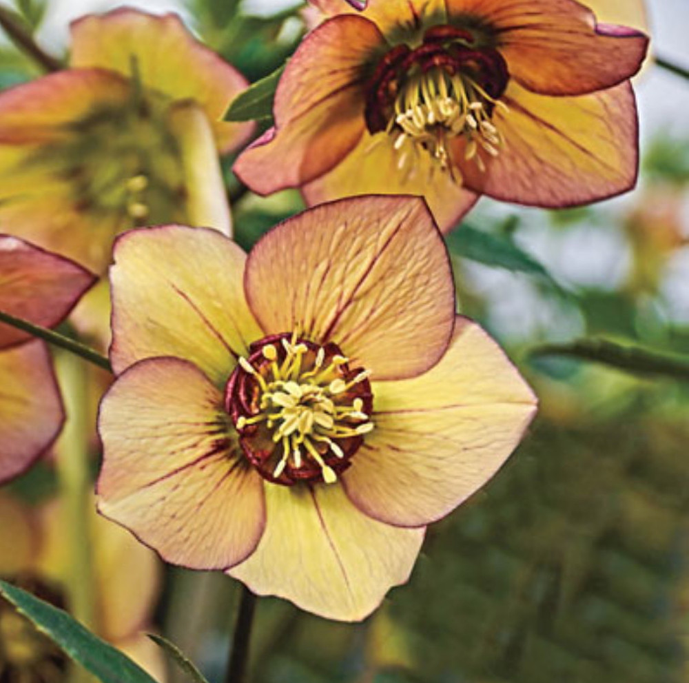 Honeymoon™ Tropical Sunset Lenten/Christmas Rose - Helleborus -Shade- Gallon Pot