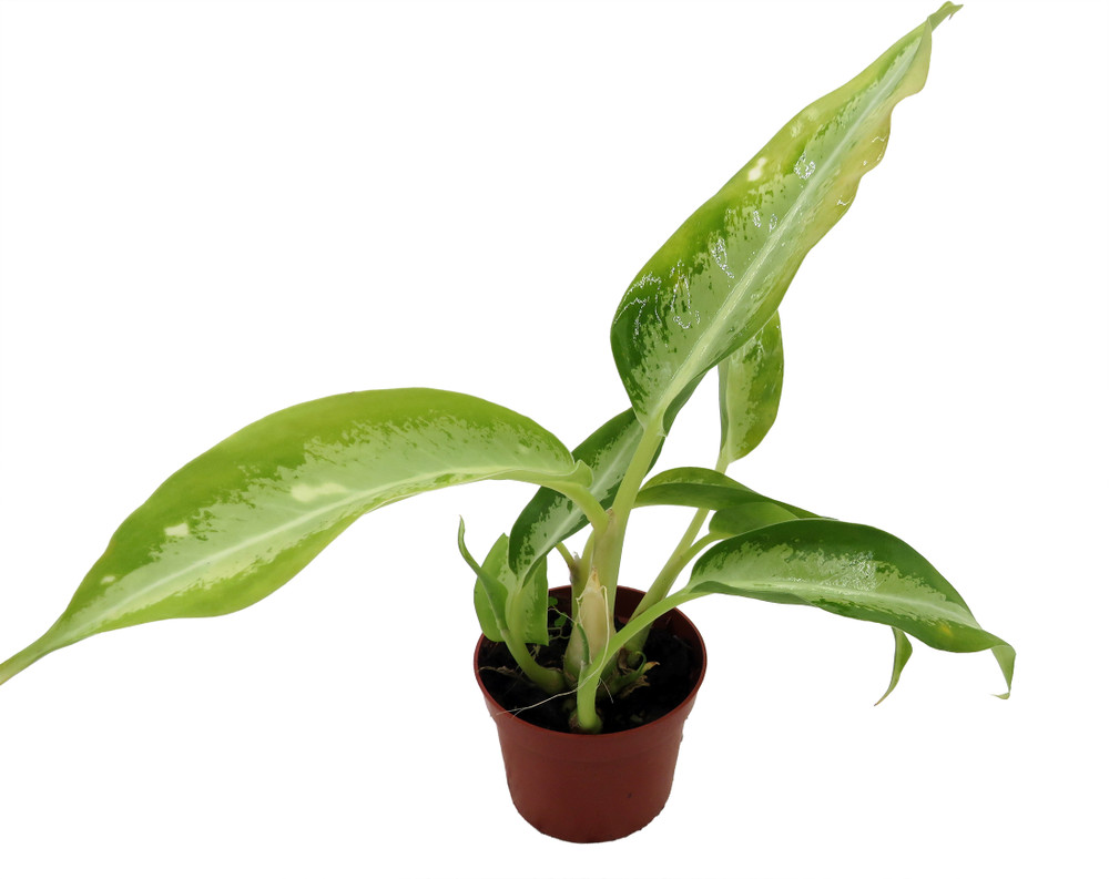 Panther Dieffenbachia - 2.5" Pot - Very Durable