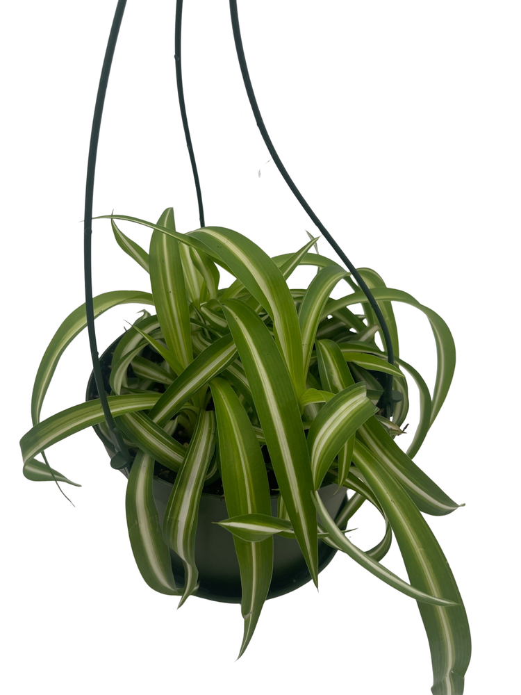 Bonnie Curly Spider Plant -Cleans the Air - 6" Hanging Basket