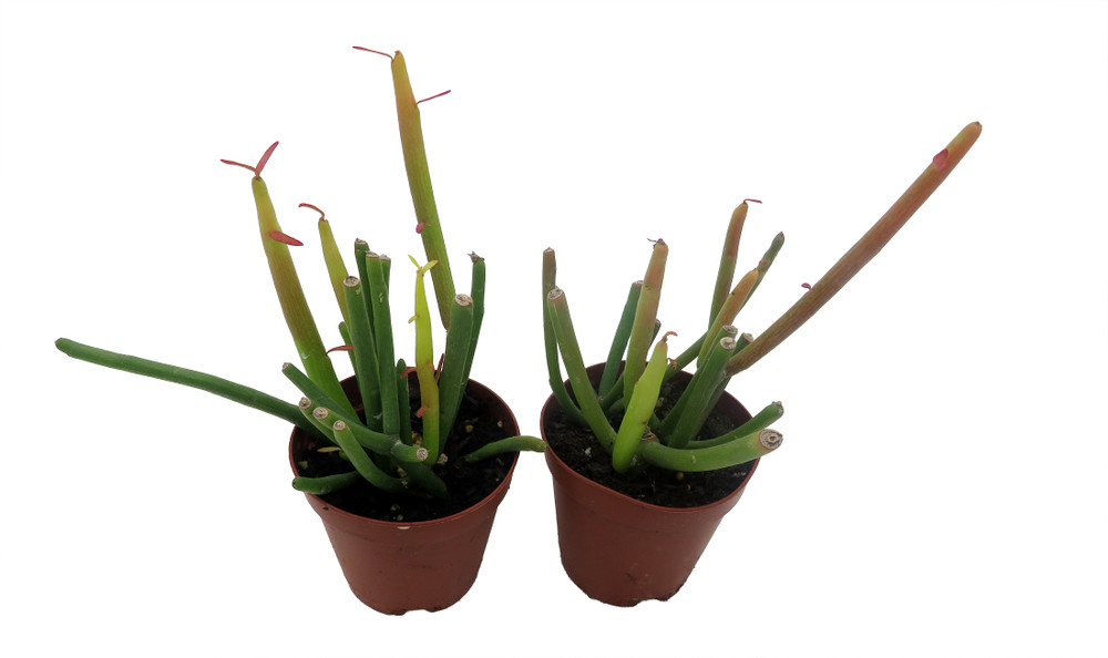 Firesticks Pencil Cactus - Euphorbia - 2 pack 2" pots - Hard to kill