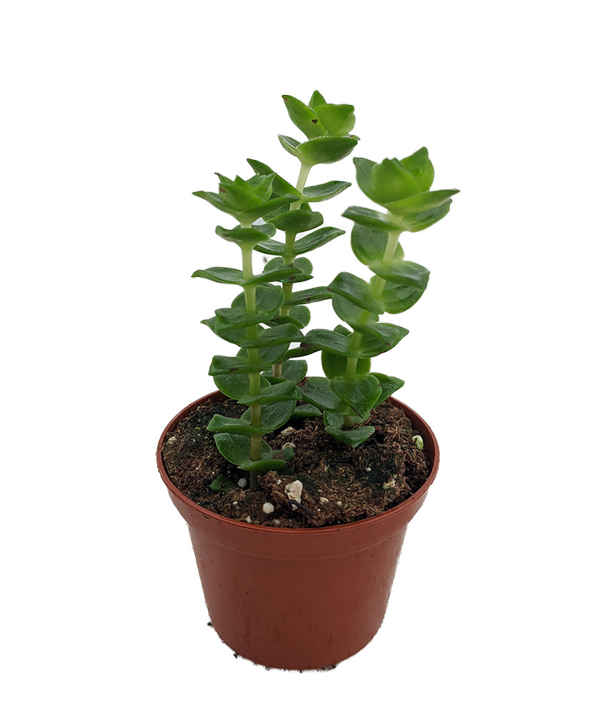 String of Buttons Plant - Crassula perforata - 2.5" pot